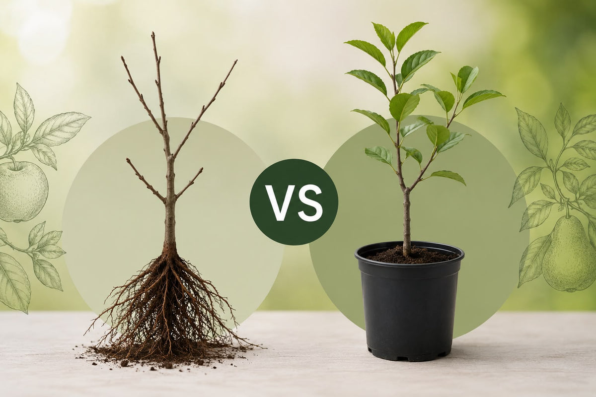 Bare Root vs Container-Grown Fruit Trees: Which Is Better for Irish Gardens?
