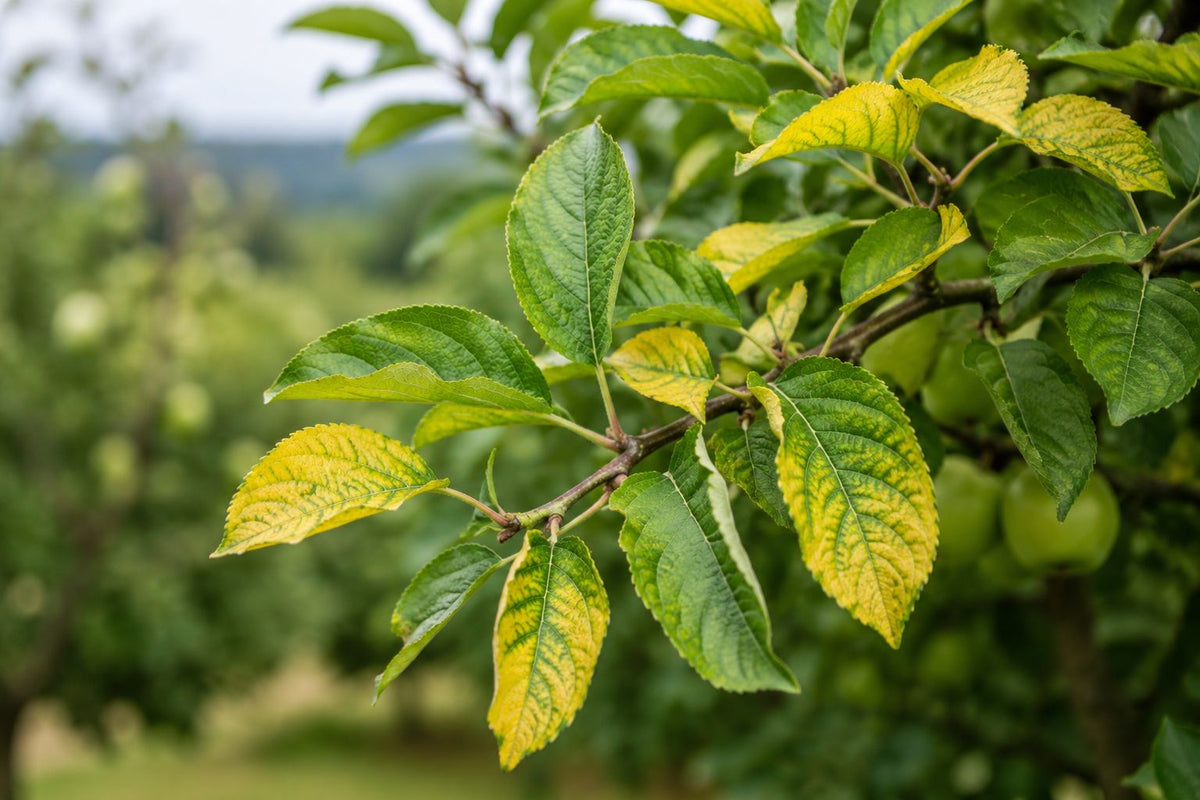 Why Fruit Tree Leaves Turn Yellow in Irish Gardens: An Expert Diagnosis Guide