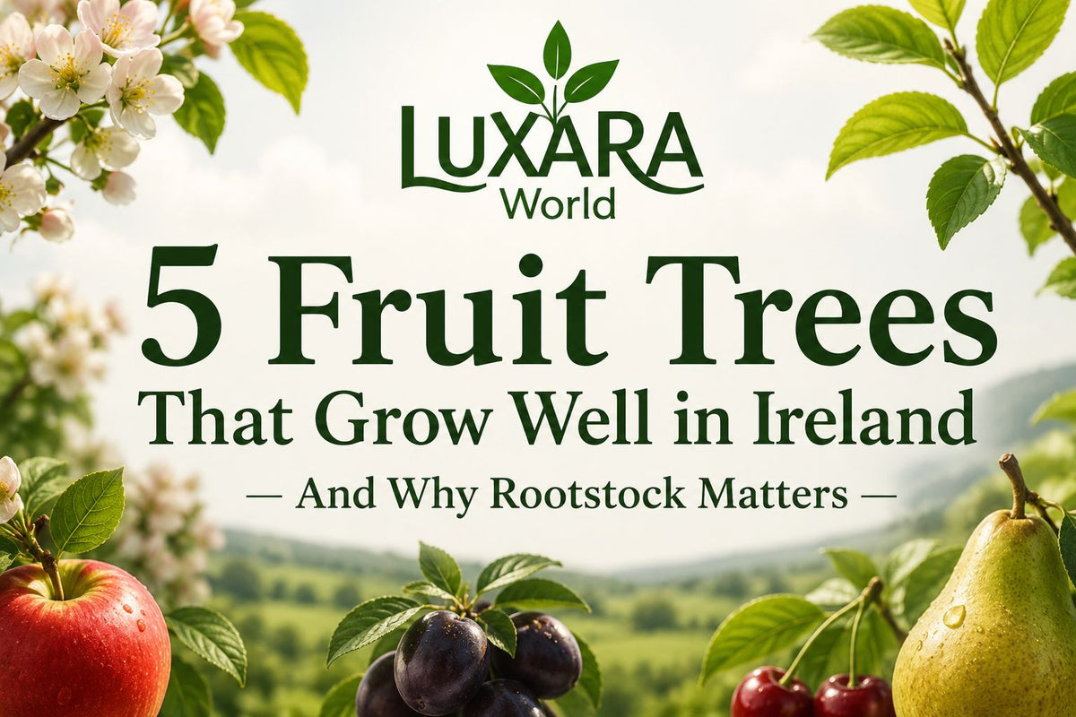 5 Fruit Trees That Grow Well in Ireland — And Why Rootstock Matters