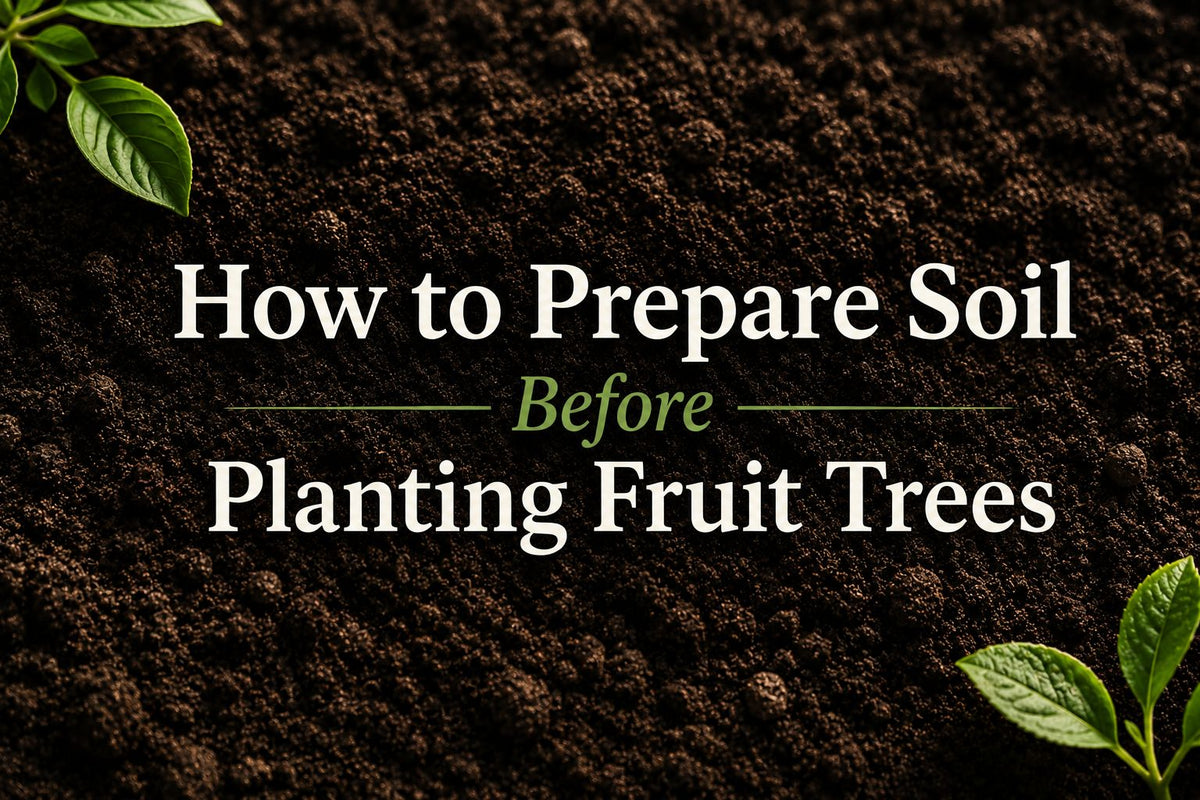 How to Prepare Soil Before Planting Fruit Trees
