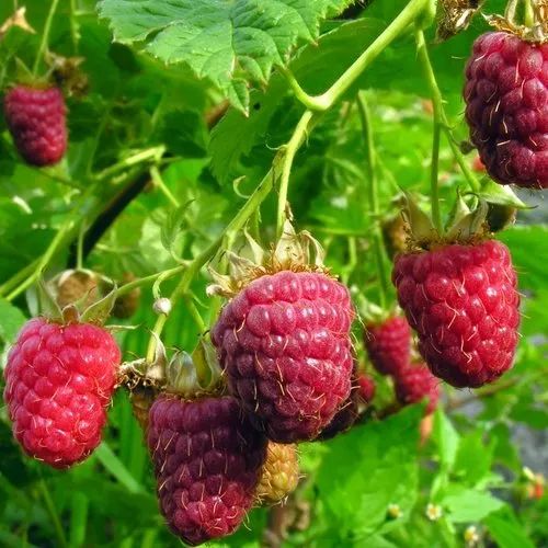 Raspberry “Heritage” — Bare Root Pre-Order for September Delivery