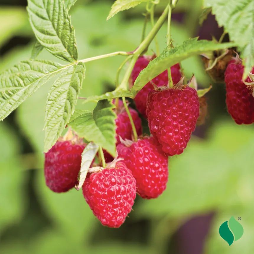 Raspberry “Heritage” — Bare Root Pre-Order for September Delivery