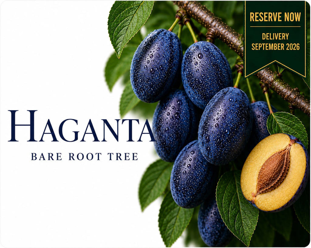 Plum Tree “Haganta” — Bare Root Pre-Order for September Delivery