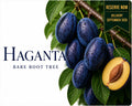Plum Tree “Haganta” — Bare Root Pre-Order for September Delivery