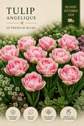 Angelique Tulip 50 premium bulbs
