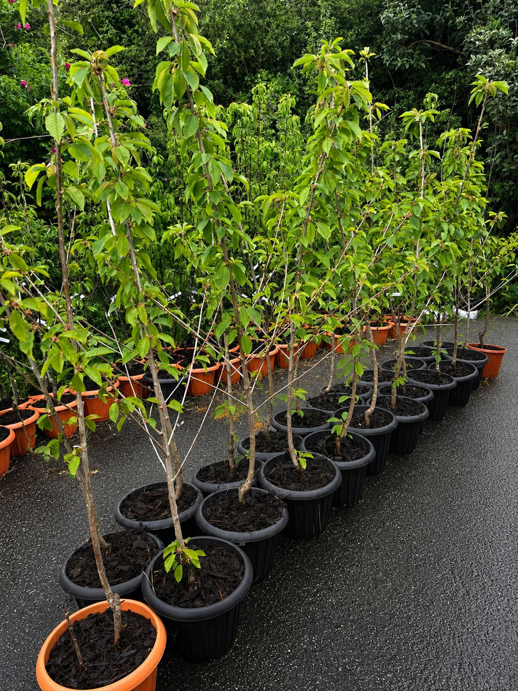 Sweet Cherry “Kordia” in Pot —  170 - 200 cm