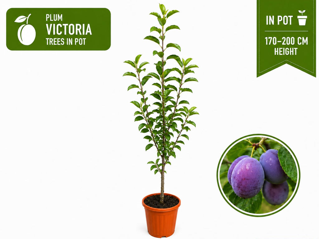 Plum Tree “Victoria” in Pot 170 - 200 cm