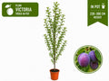 Plum Tree “Victoria” in Pot 220 - 300 cm