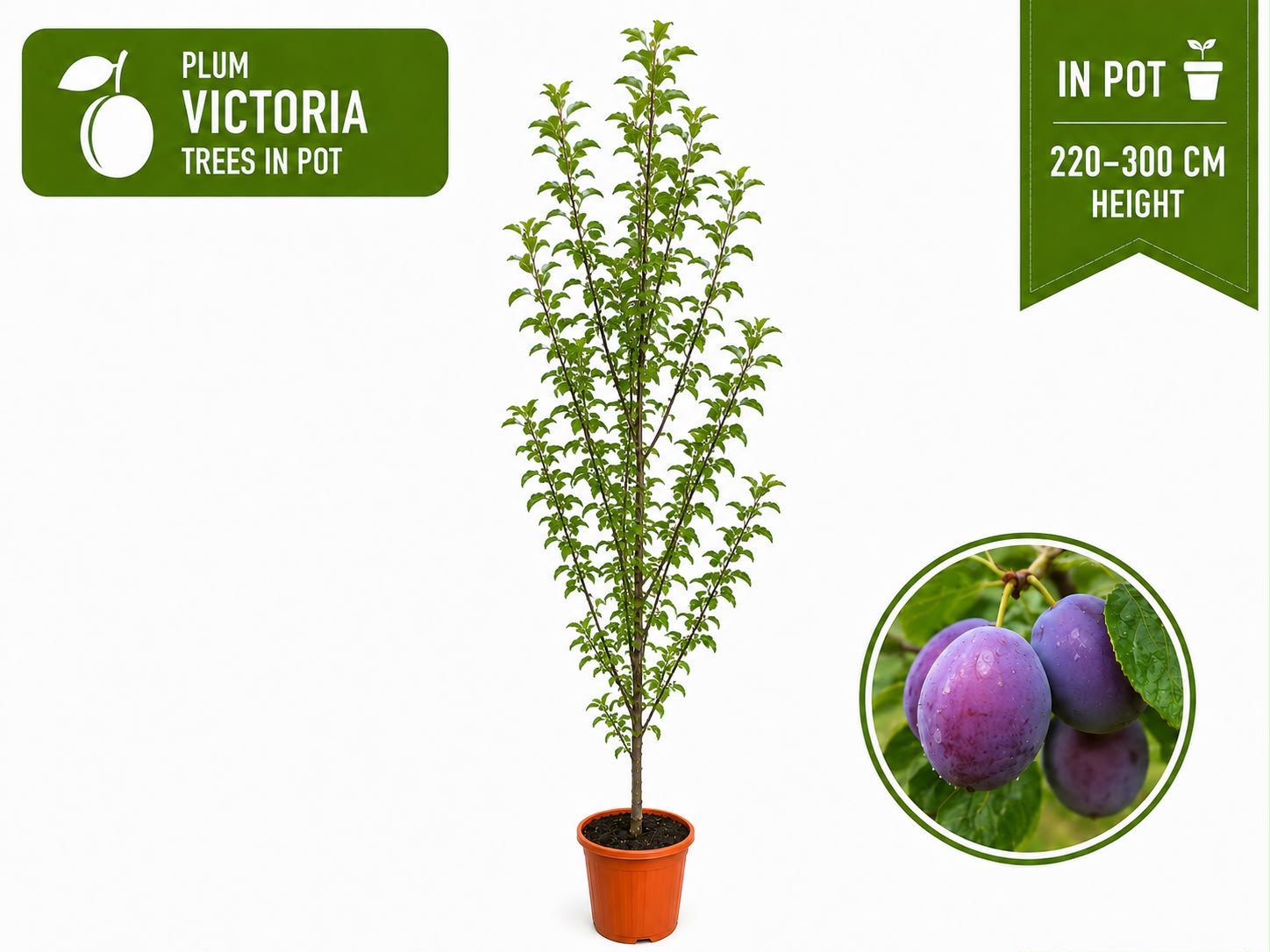 Plum Tree “Victoria” in Pot 220 - 300 cm
