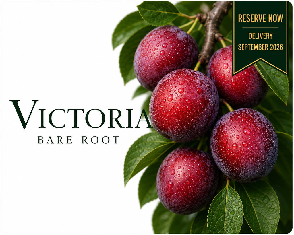 Plum Tree “Victoria” — Bare Root Pre-Order for September Deliver