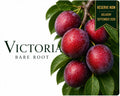 Plum Tree “Victoria” — Bare Root Pre-Order for September Deliver