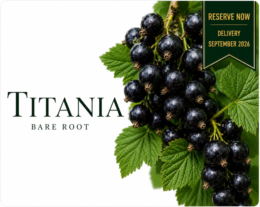 Blackcurrant “Titania” — Bare Root Pre-Order for September Delivery
