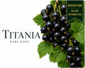 Blackcurrant “Titania” — Bare Root Pre-Order for September Delivery