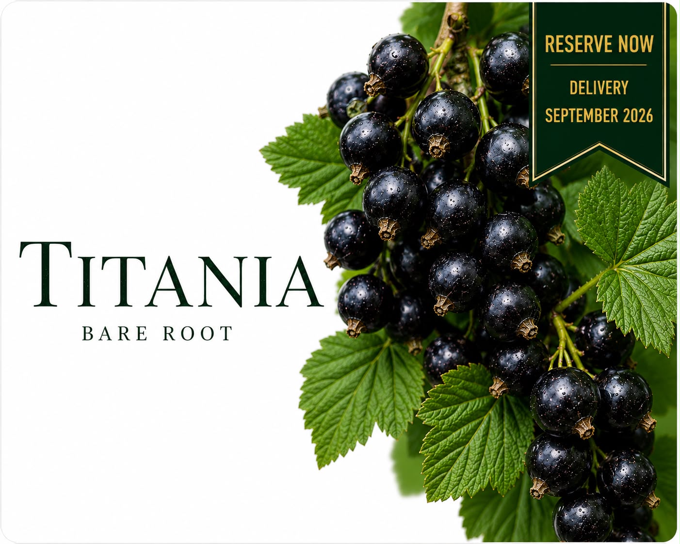 Blackcurrant “Titania” — Bare Root Pre-Order for September Delivery