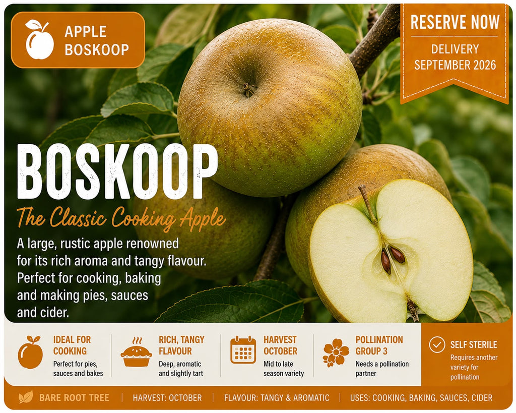 Apple Tree “Boskoop” Bare Root — Pre-Order for September Deliver
