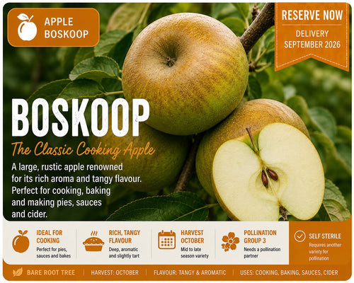 Apple Tree “Boskoop” Bare Root — Pre-Order for September Deliver