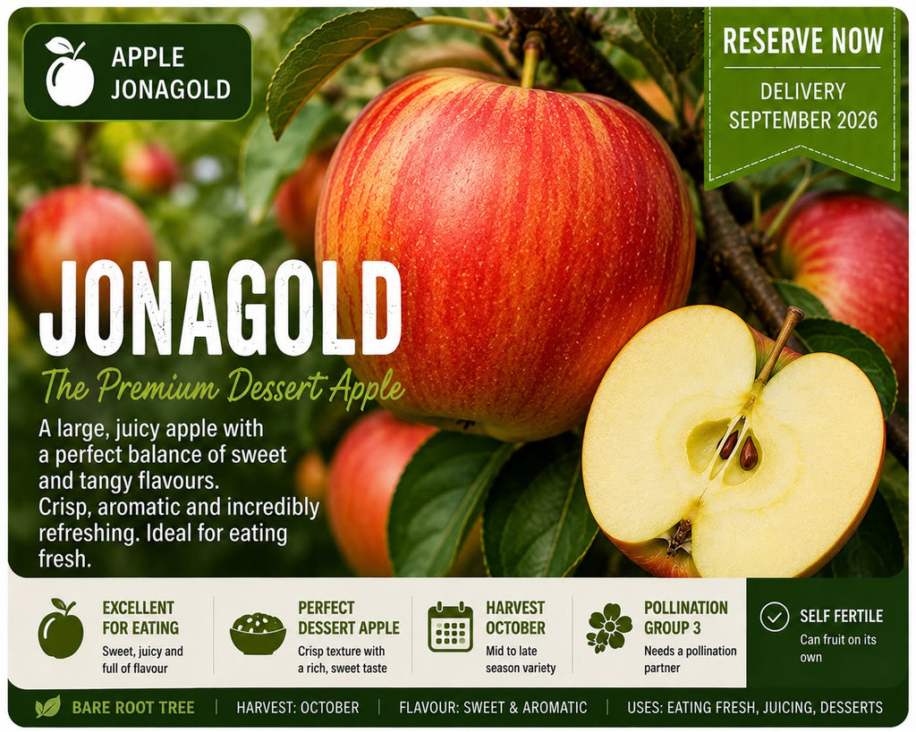 Apple Tree “Jonagold” — Bare Root Pre-Order for September Deliver