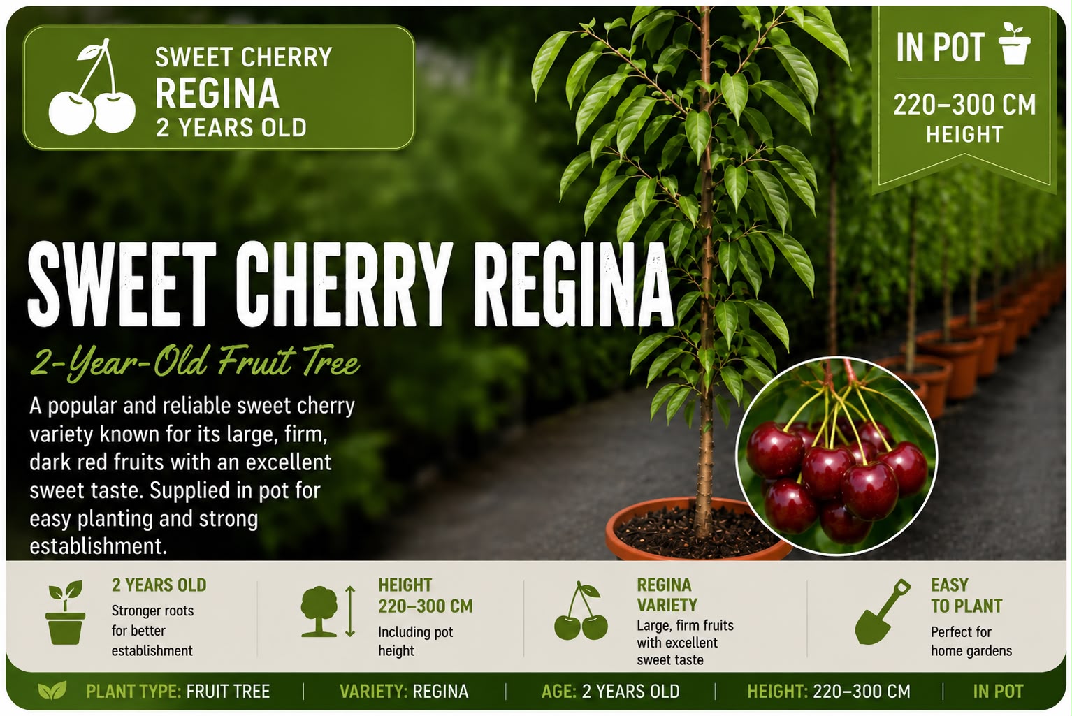 Sweet Cherry “Regina” in Pot — 220-300 cm