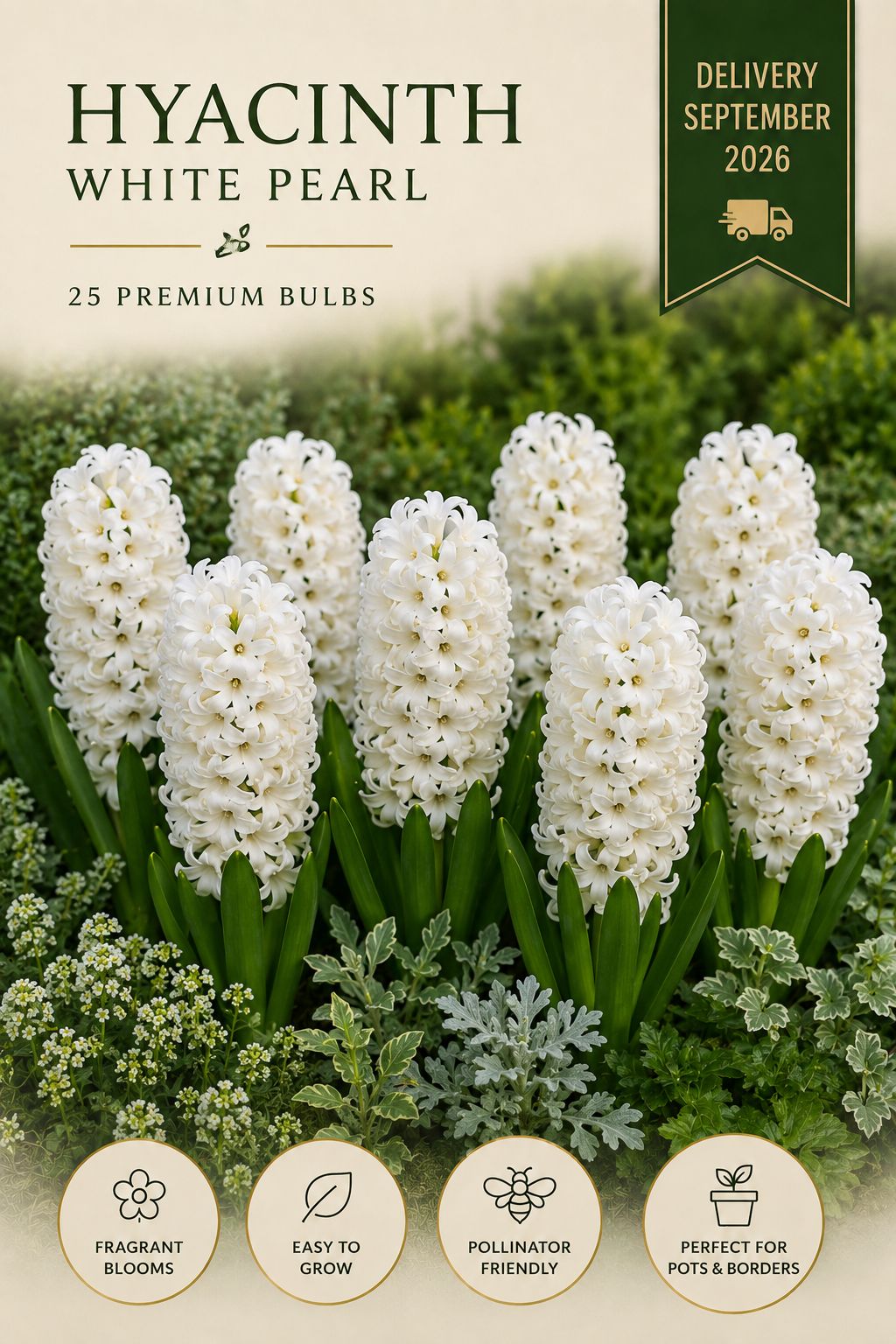 White Hyacinths   25 premium bulbs
