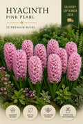 Pink pearl Hyacinths   25 premium bulbs
