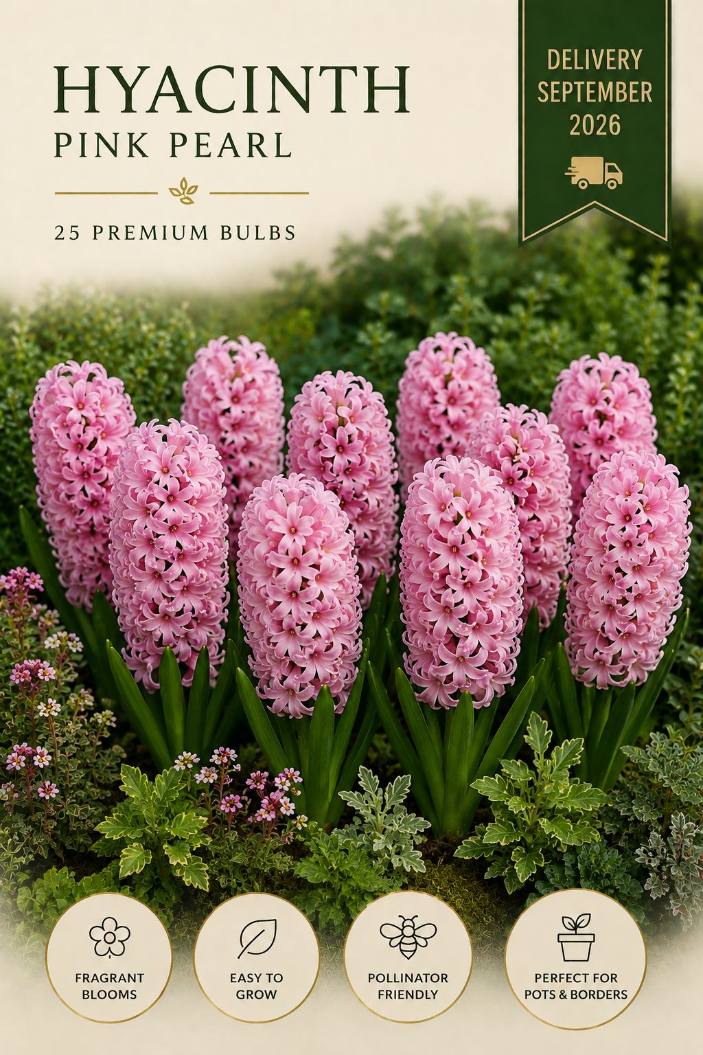 Pink pearl Hyacinths   25 premium bulbs