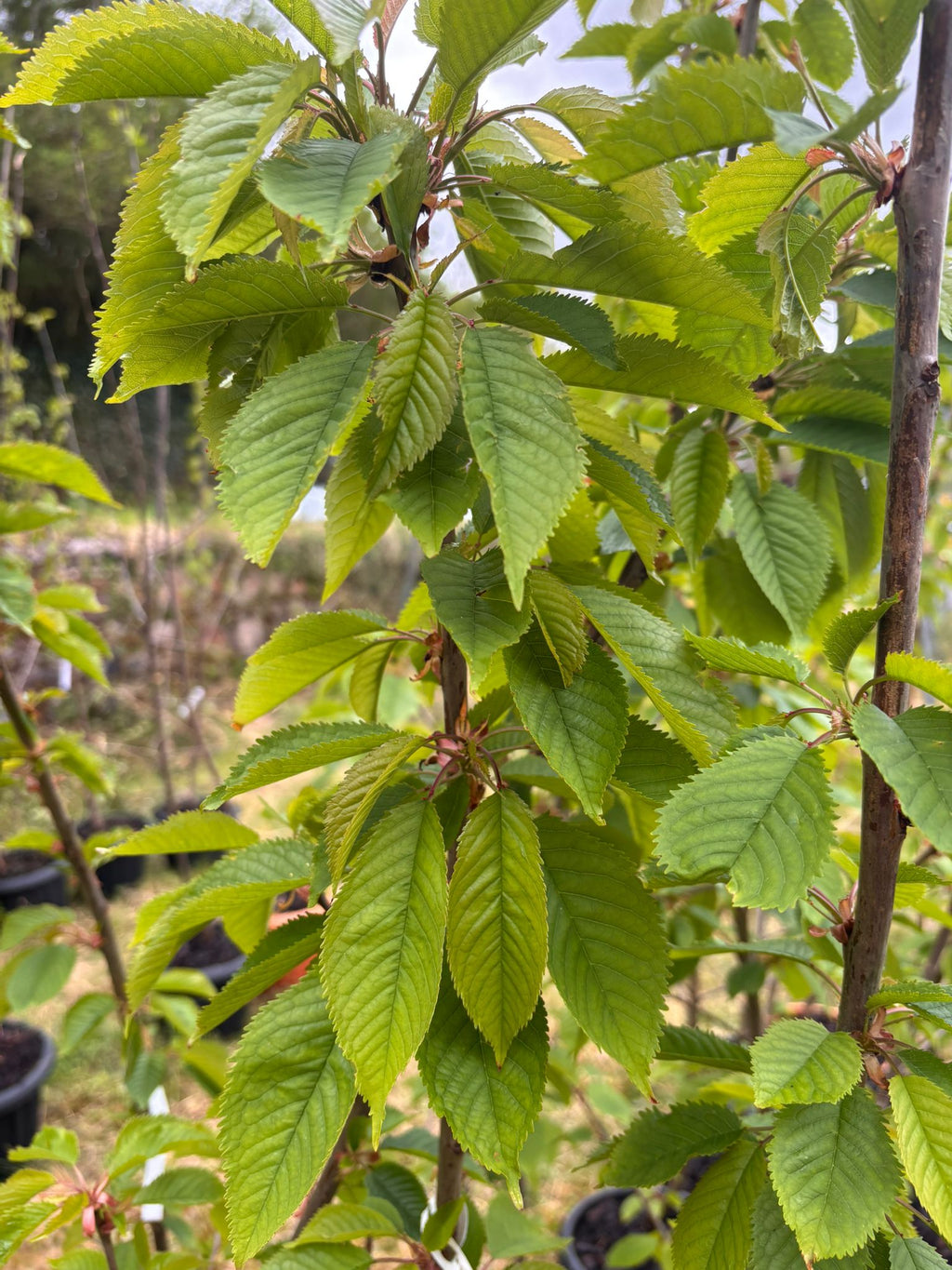 Sweet Cherry “Regina” in Pot — 220-300 cm