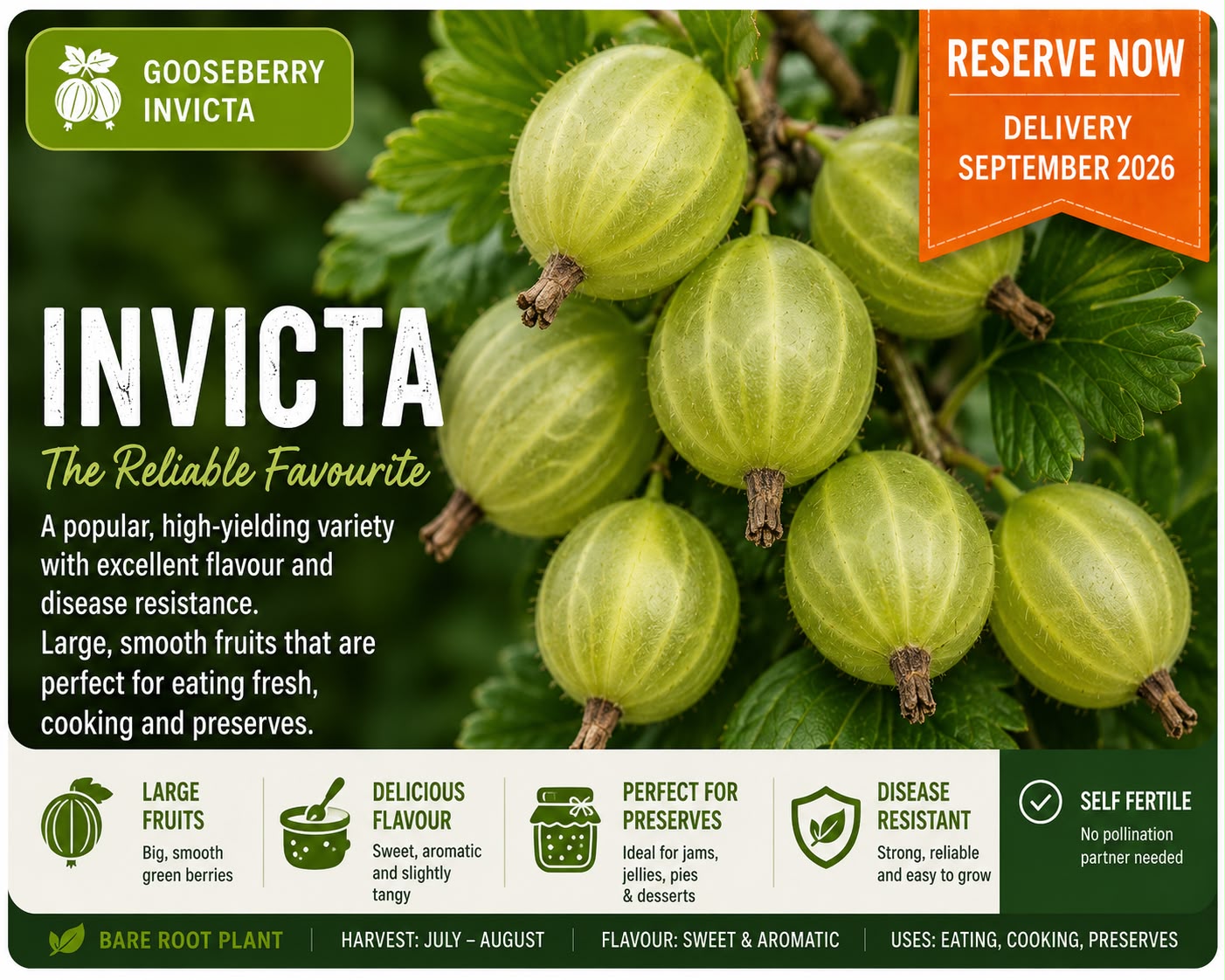 Gooseberry “Invicta” — Bare Root Pre-Order for September Deliver
