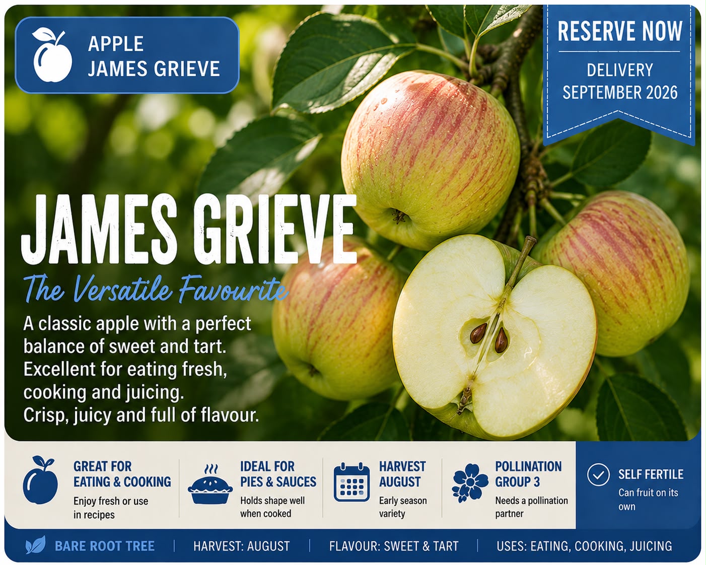 Apple Tree “James Grieve” — Bare Root Pre-Order for September Delivery