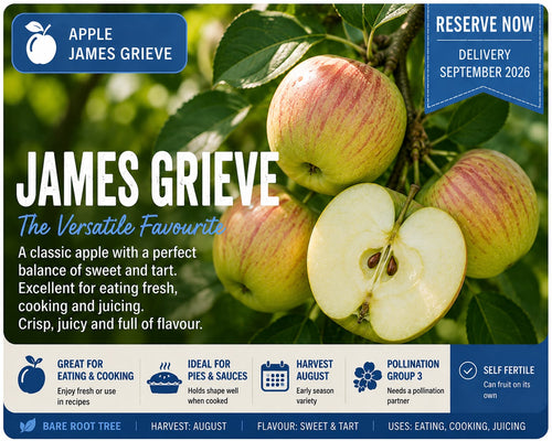 Apple Tree “James Grieve” — Bare Root Pre-Order for September Delivery