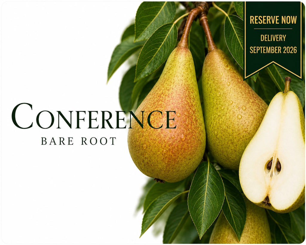 Pear Tree "Conference"