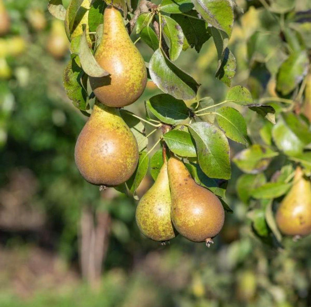 Pear Tree "Conference"