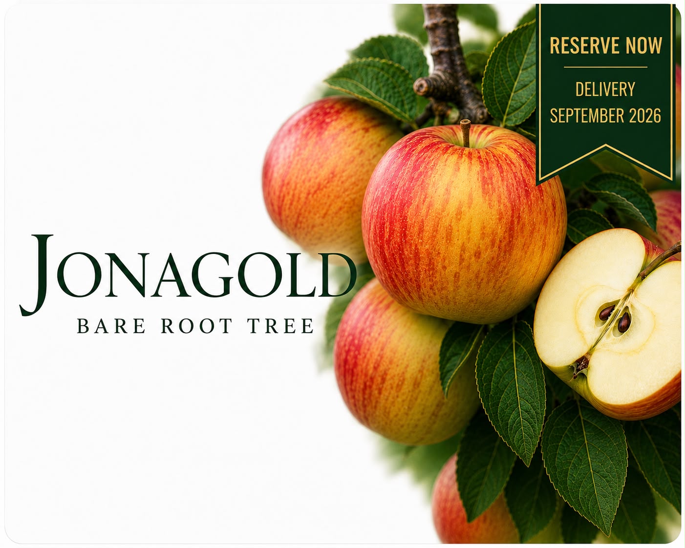 Apple Tree “Jonagold” — Bare Root Pre-Order for September Deliver