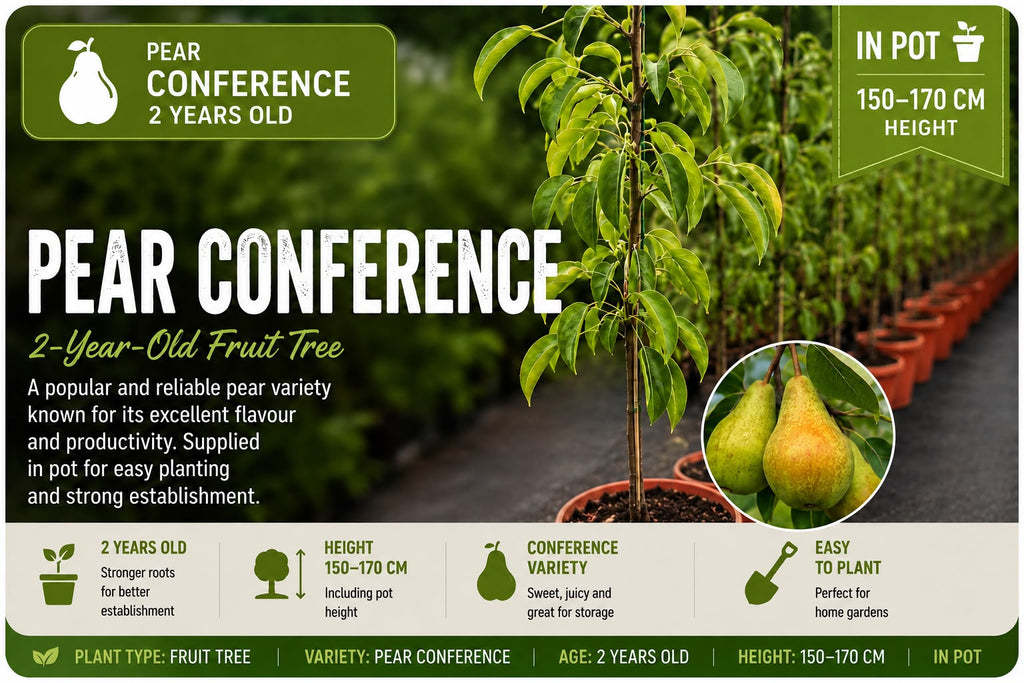 Pear Tree “Conference” in Pot — 2-Year-Old Tree
