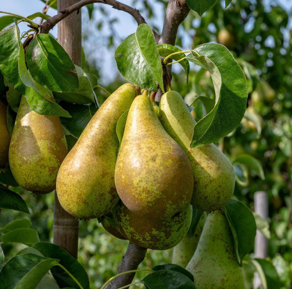 Pear Tree "Conference"