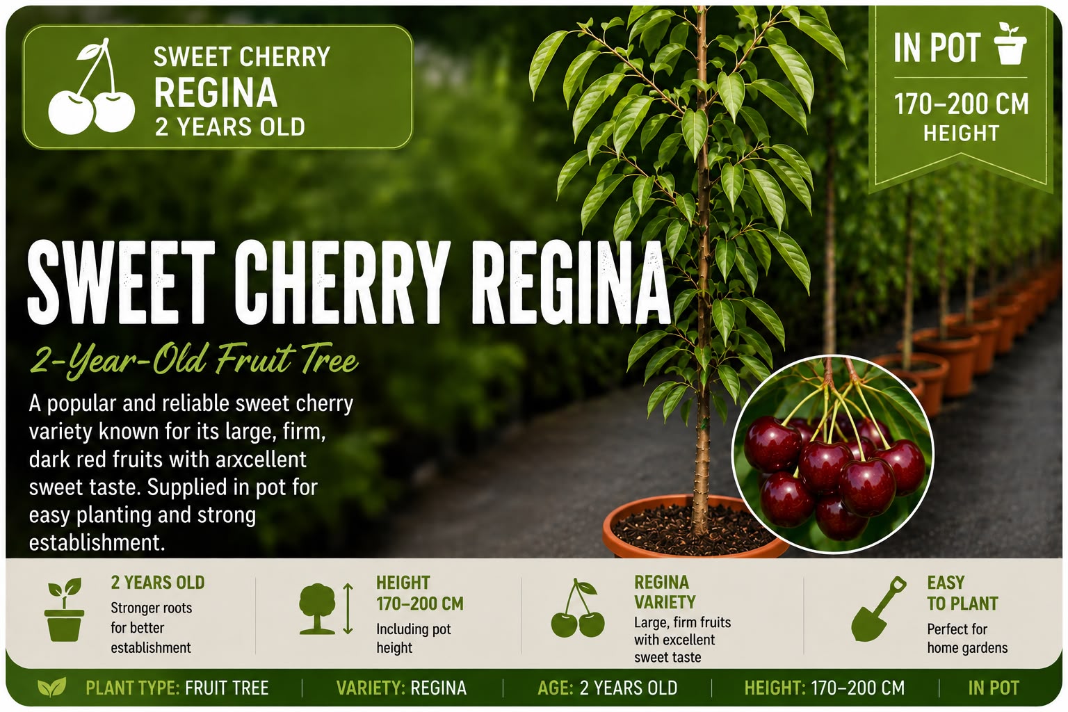 Sweet Cherry “Regina” in Pot — 170-200 cm