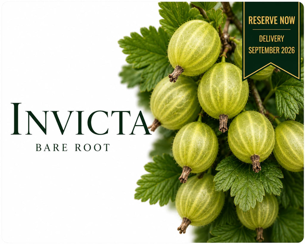 Gooseberry “Invicta” — Bare Root Pre-Order for September Deliver