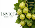 Gooseberry “Invicta” — Bare Root Pre-Order for September Deliver