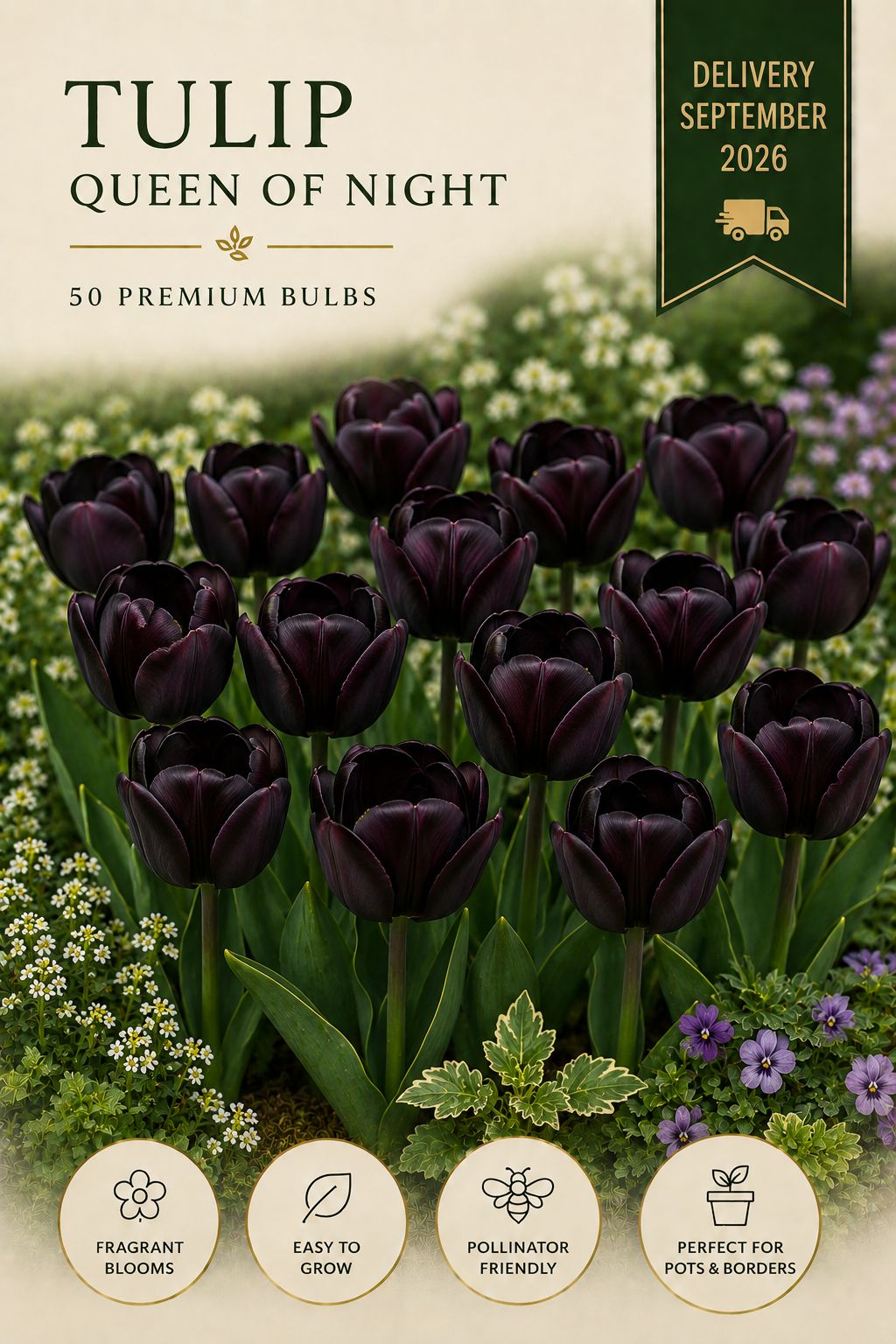Queen of Night 50 premium bulbs