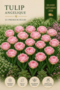 Angelique Tulip 25 premium bulbs
