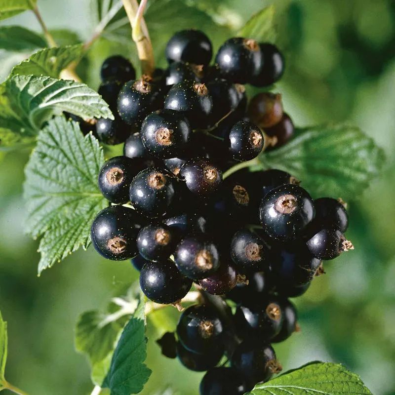 Blackcurrant “Titania” — Bare Root Pre-Order for September Delivery