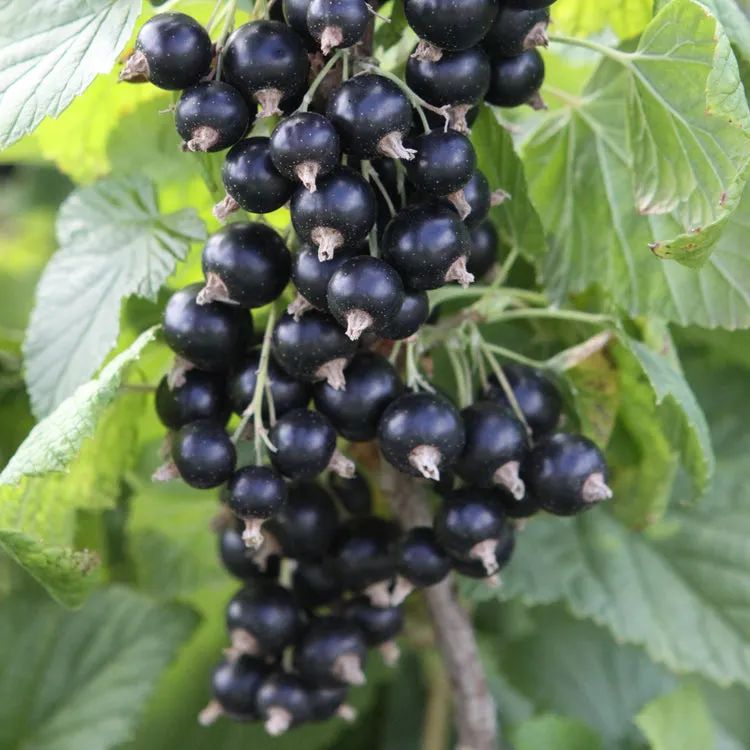 Blackcurrant “Titania” — Bare Root Pre-Order for September Delivery