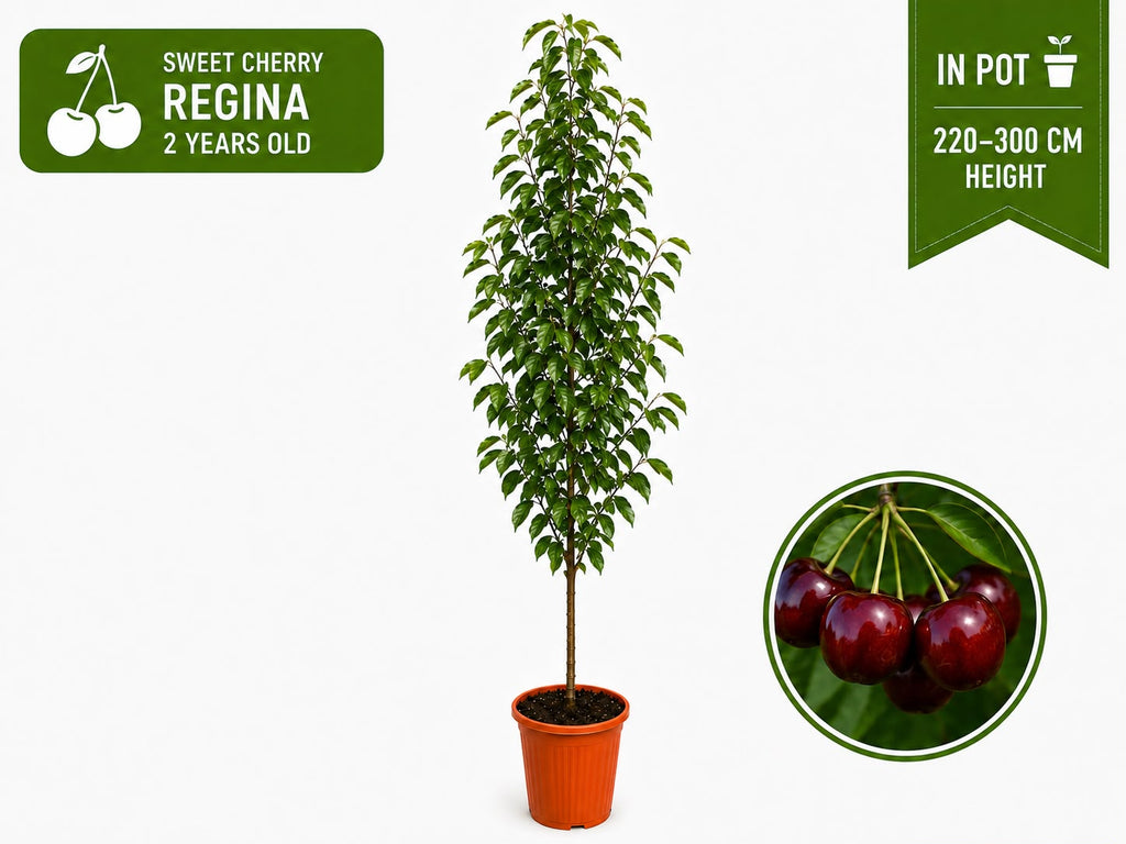 Sweet Cherry “Regina” in Pot — 220-300 cm