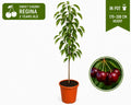 Sweet Cherry “Regina” in Pot — 170-200 cm