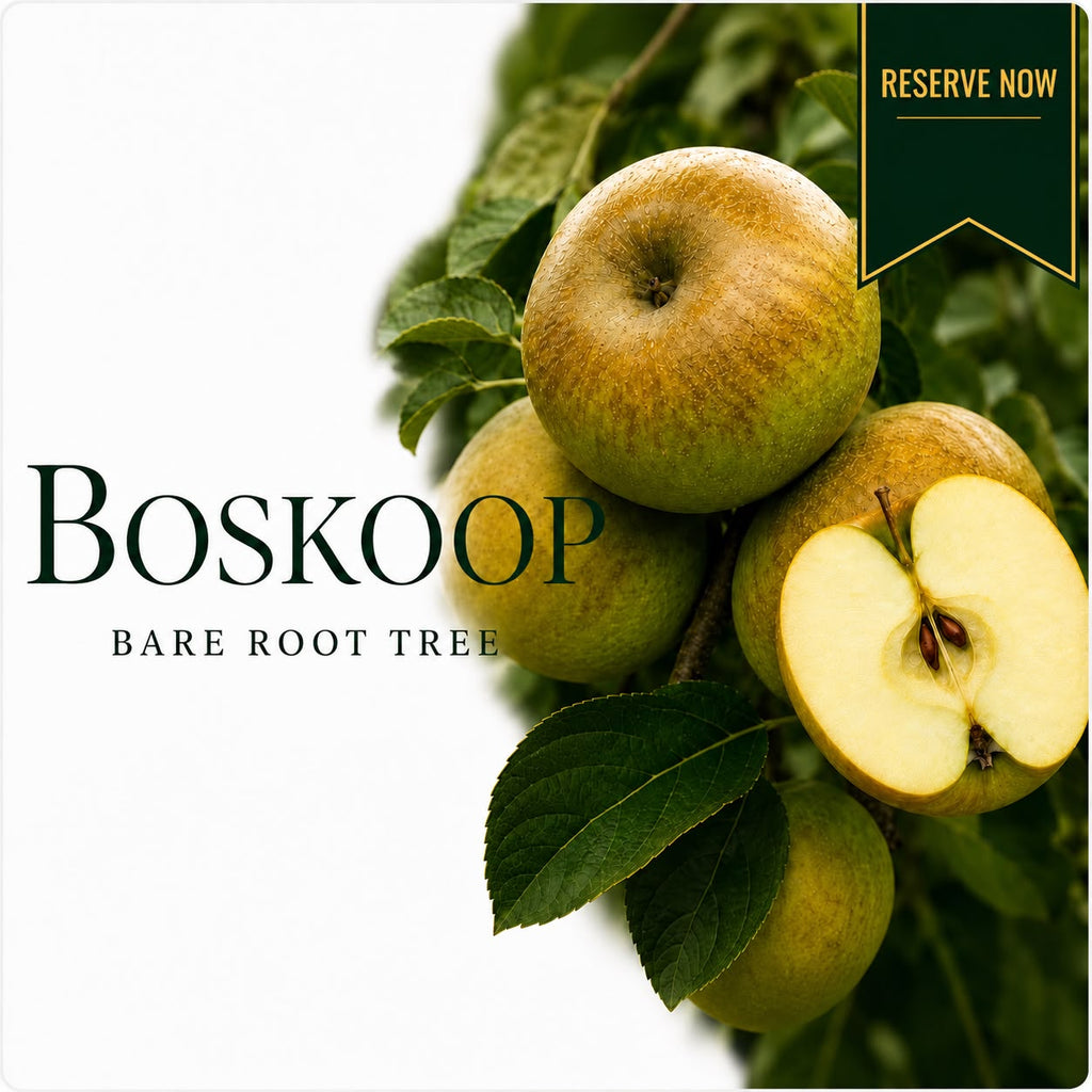 Apple Tree “Boskoop” Bare Root  160-180cm  — Pre-Order for October - November Delivery