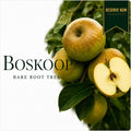 Apple Tree “Boskoop” Bare Root  160-180cm  — Pre-Order for October - November Delivery