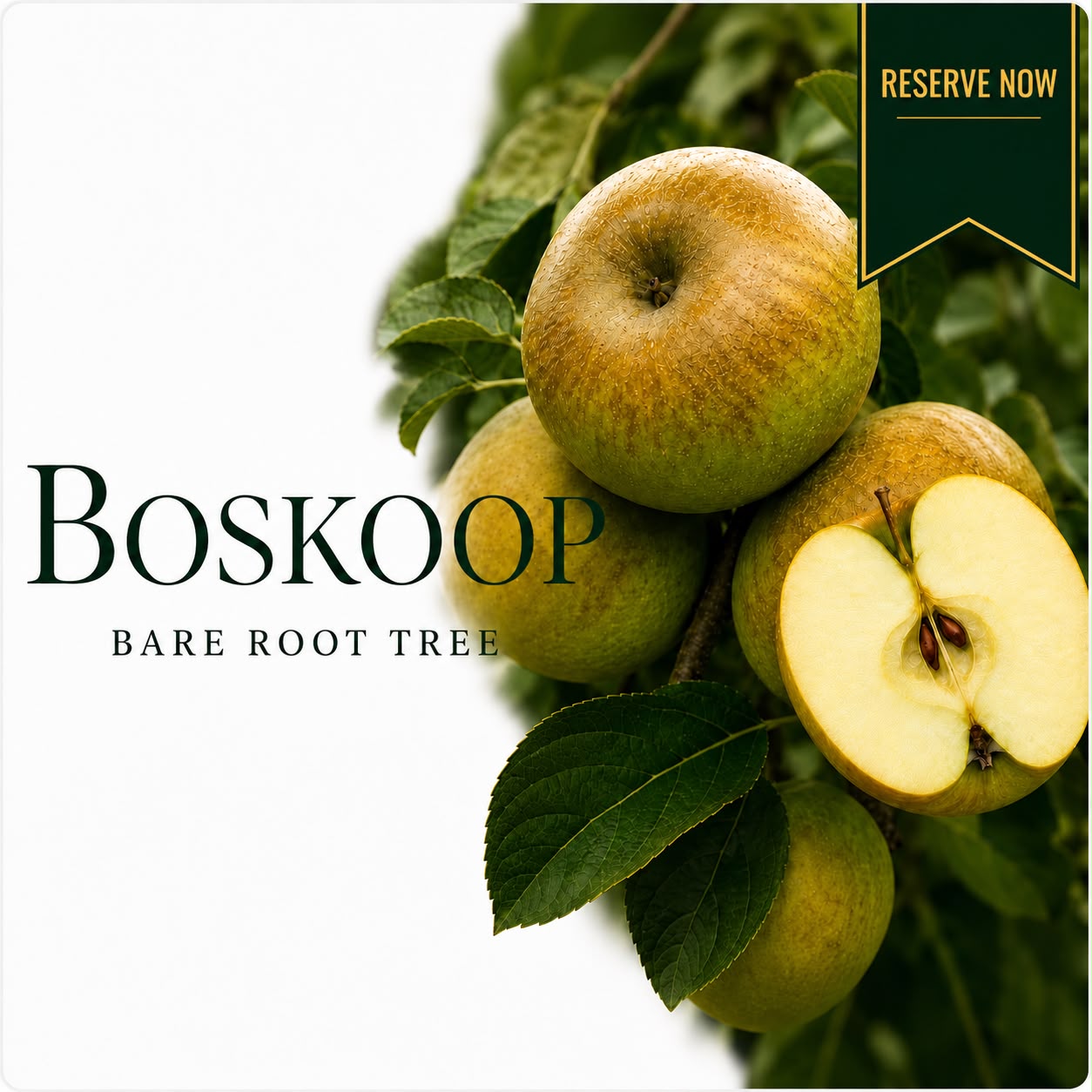 Apple Tree “Boskoop” Bare Root  160-180cm  — Pre-Order for October - November Delivery
