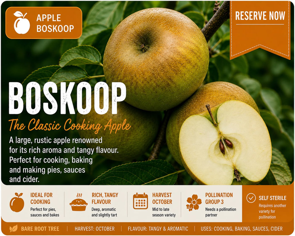 Apple Tree “Boskoop” Bare Root  160-180cm  — Pre-Order for October - November Delivery