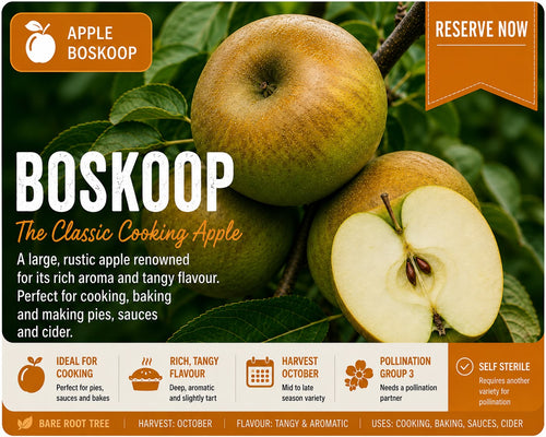Apple Tree “Boskoop” Bare Root  160-180cm  — Pre-Order for October - November Delivery