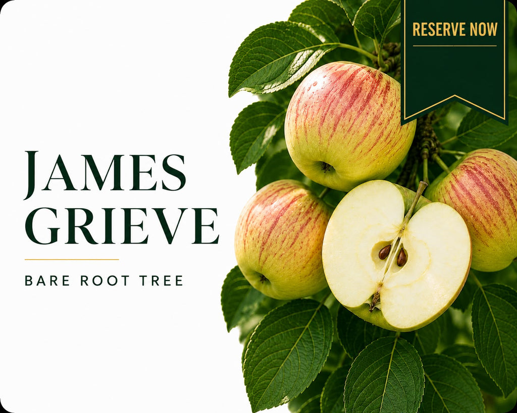 Apple Tree “James Grieve” — Bare Root  160-180cm Pre-Order for October-November Delivery
