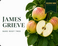 Apple Tree “James Grieve” — Bare Root  160-180cm Pre-Order for October-November Delivery